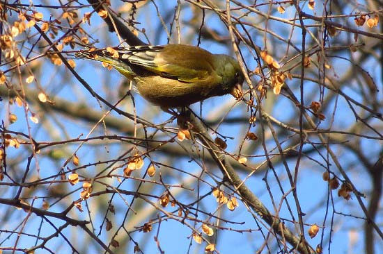 コチョウランと、カワラヒワ_e0255509_2092253.jpg