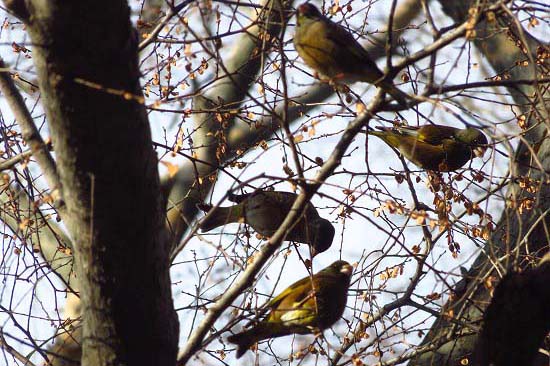 コチョウランと、カワラヒワ_e0255509_2094075.jpg