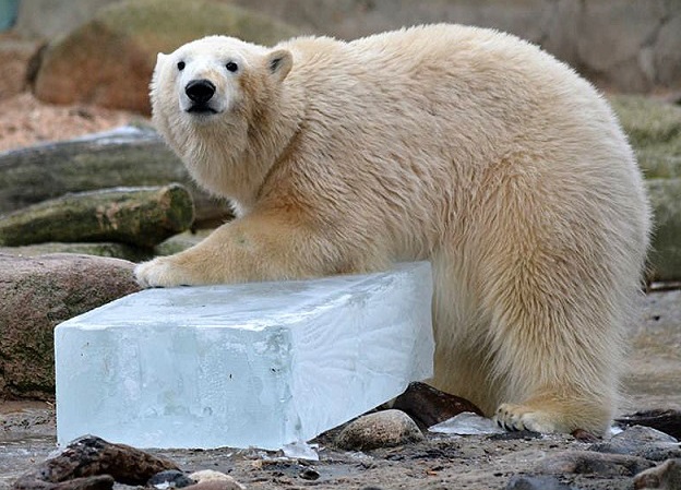 ドイツ・ブレーマーハーフェン臨海動物園でヴァレスカお母さんとリリーに氷のプレゼント_a0151913_1528821.jpg