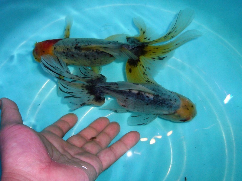 新入荷 関東東錦 Petshop Ace ペットショップ エース のブログ 新入荷 関東東錦 Petshop Ace ペットショップ エース のブログ
