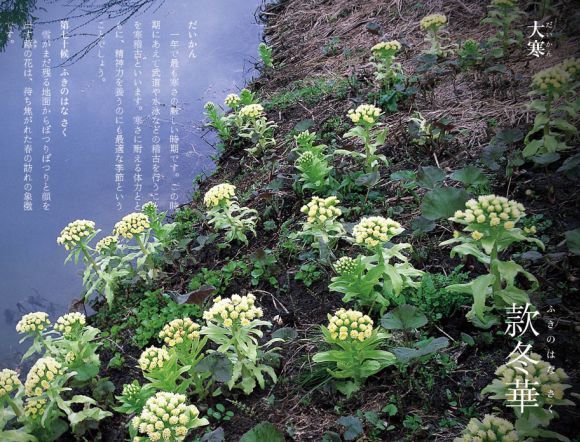 2017年は本日午前6時24分が大寒の瞬間だったのだそうです_c0025115_21161457.jpg