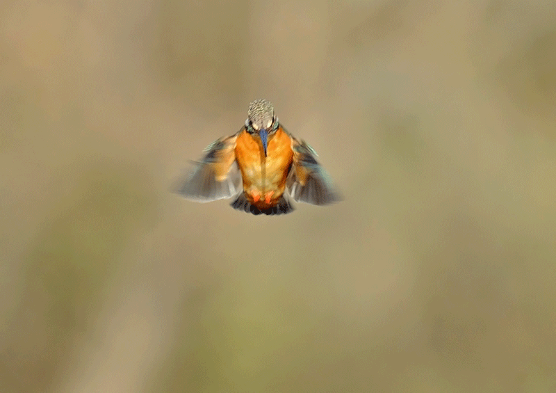 d0290240_06111278.gif