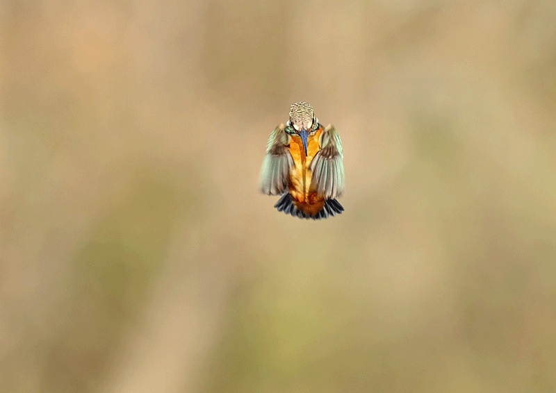 d0290240_06111984.gif