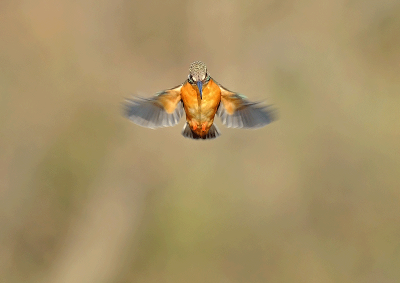 d0290240_06131929.gif