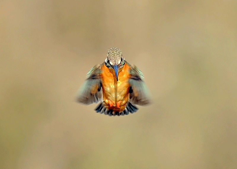 d0290240_06132879.gif