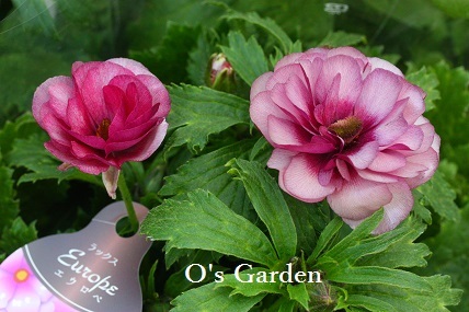 ラナンキュラス ラックスシリーズ入荷です O S Garden へ ようこそ