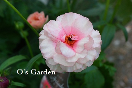 ラナンキュラス ラックスシリーズ入荷です O S Garden へ ようこそ ラナンキュラス ラックスシリーズ入荷です O S Garden へ ようこそ