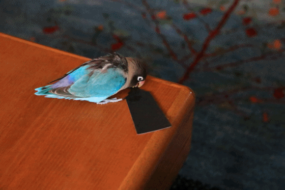 c0145250_10183740.gif