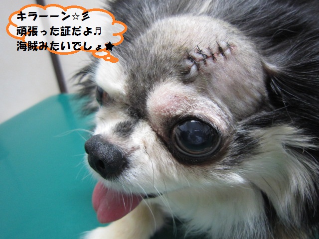 【左眼にしこりがあるとのことで来院】_b0059154_1894237.jpg