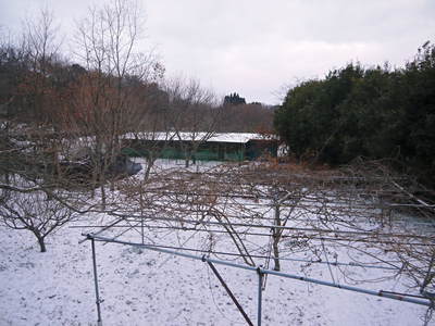 寒波到来!株式会社旬援隊はすっかり雪景色!でもご安心あれ!烏骨鶏も先日生まれたヒナも無事です!_a0254656_16575355.jpg