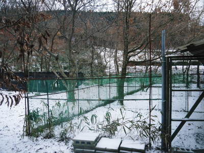 寒波到来!株式会社旬援隊はすっかり雪景色!でもご安心あれ!烏骨鶏も先日生まれたヒナも無事です!_a0254656_1772334.jpg