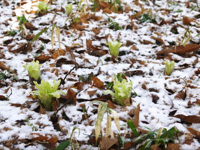 寒波到来!株式会社旬援隊はすっかり雪景色!でもご安心あれ!烏骨鶏も先日生まれたヒナも無事です!_a0254656_18123230.jpg
