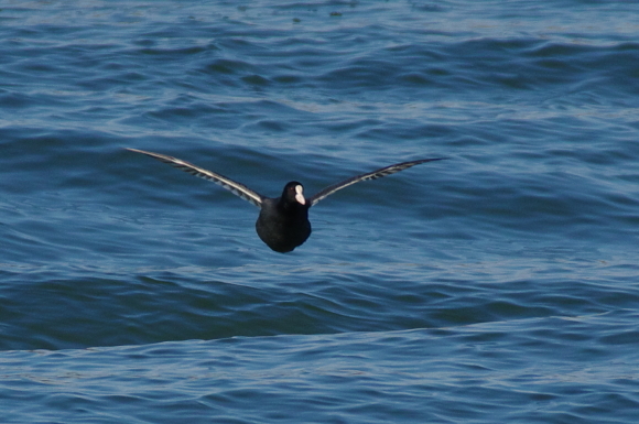 百舌鳥　オオバン　雲雀_d0256061_10153097.jpg