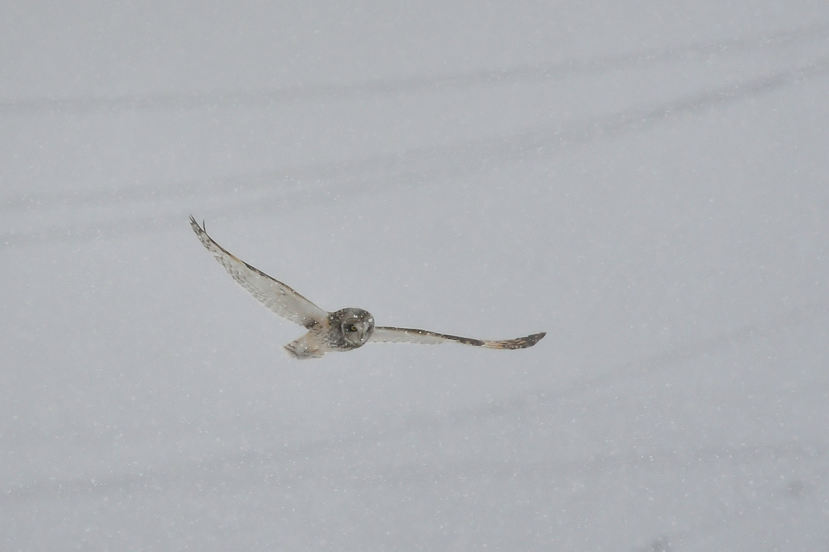 大寒の雪に舞う　コミミズク　_f0053272_23573365.jpg