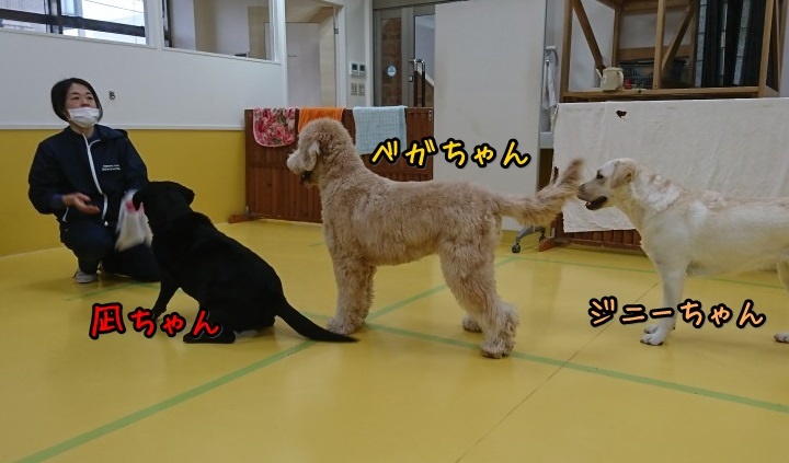 ボール大好きな大型犬♥_f0357682_12261336.jpg
