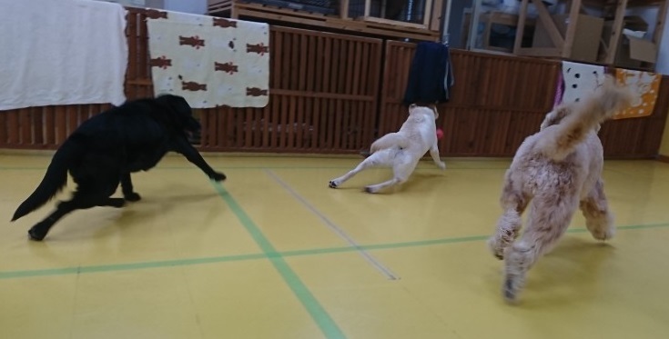 ボール大好きな大型犬♥_f0357682_12261361.jpg