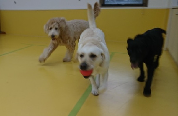 ボール大好きな大型犬♥_f0357682_12261395.jpg