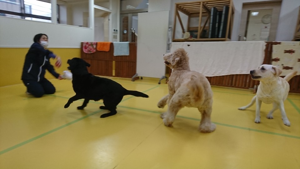 ボール大好きな大型犬♥_f0357682_12261404.jpg