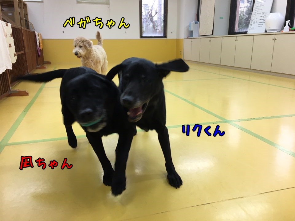 ボール大好きな大型犬♥_f0357682_14420948.jpg