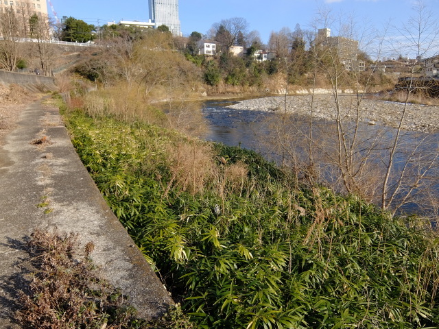 冬の散歩道@広瀬川_f0100593_21190569.jpg