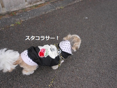 f0372998_20112757.jpg