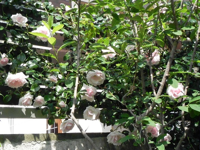 c0152002_18325690.jpg
