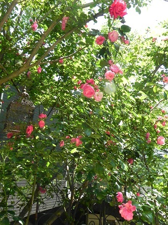 c0152002_18330886.jpg