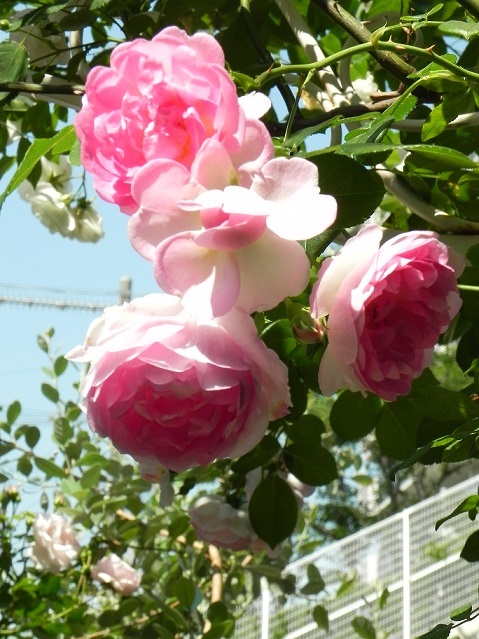 c0152002_18363119.jpg