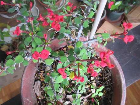 a0203003_1754443.jpg
