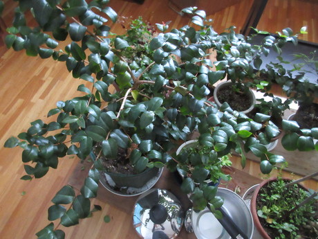a0203003_1755211.jpg