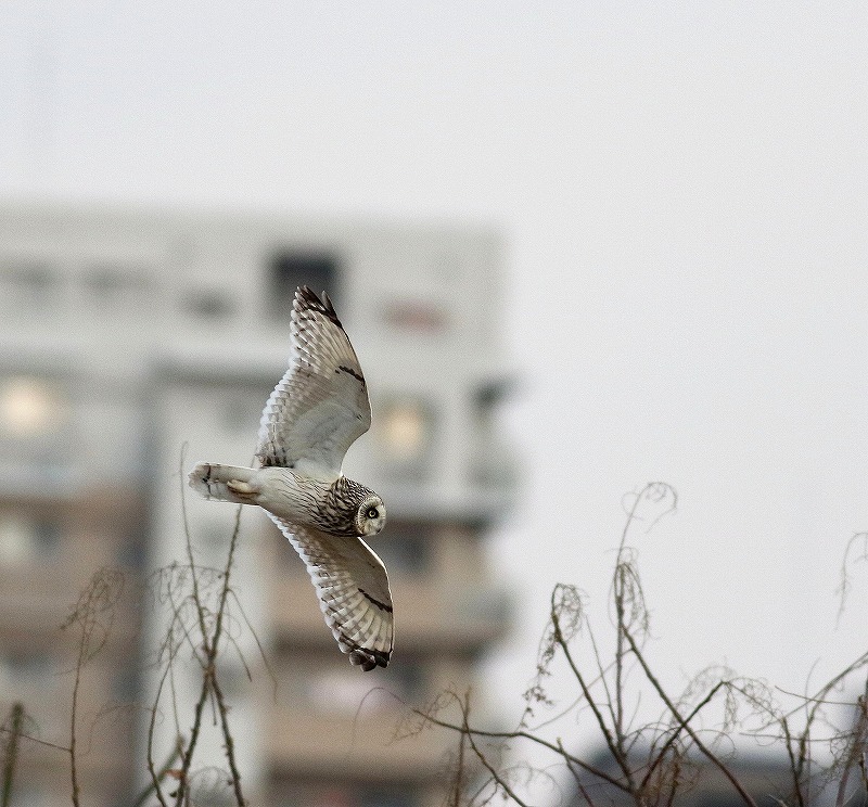 ビル街を飛ぶコミミズクを・・・_c0213607_23074696.jpg