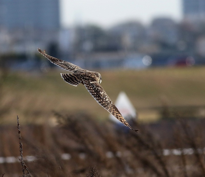 ビル街を飛ぶコミミズクを・・・_c0213607_23091939.jpg