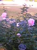 e0369112_19050934.jpg