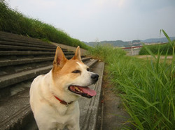 犬のアダプテーション（養子縁組）ということ～雑誌SPURの記事から_e0369112_19063883.jpg