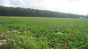 e0369112_19075796.jpg