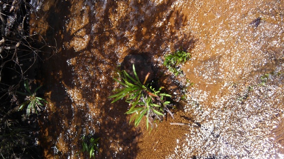 Blechnum obtusatum var obtusatum : コケシノブログ‐苔忍録‐ Blechnum obtusatum var obtusatum : コケシノブログ‐苔忍録‐