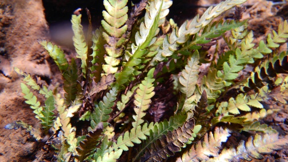 Blechnum obtusatum var obtusatum : コケシノブログ‐苔忍録‐ Blechnum obtusatum var obtusatum : コケシノブログ‐苔忍録‐