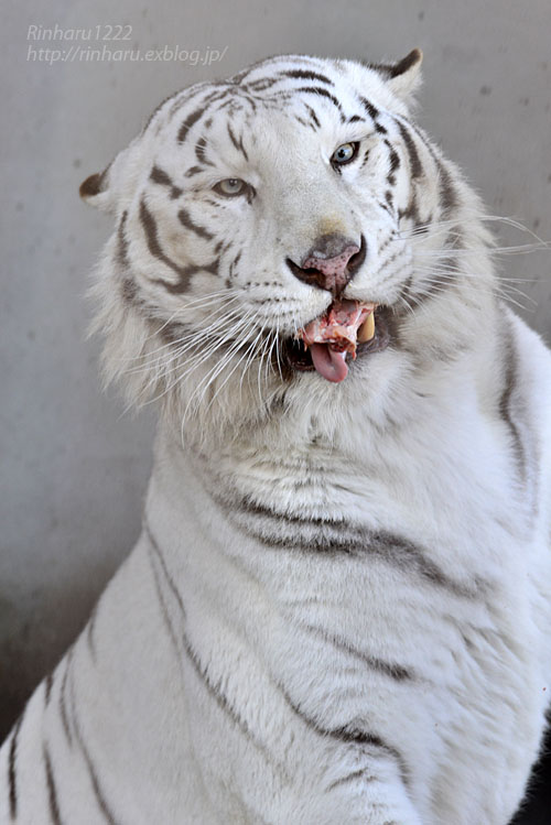 2017.1.21 宇都宮動物園☆ホワイトタイガーのアース王子【White tiger】_f0250322_22301262.jpg