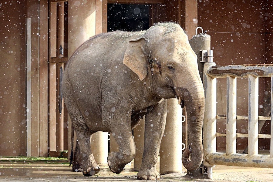 雪の日の大型動物たち_f0224624_14500278.jpg