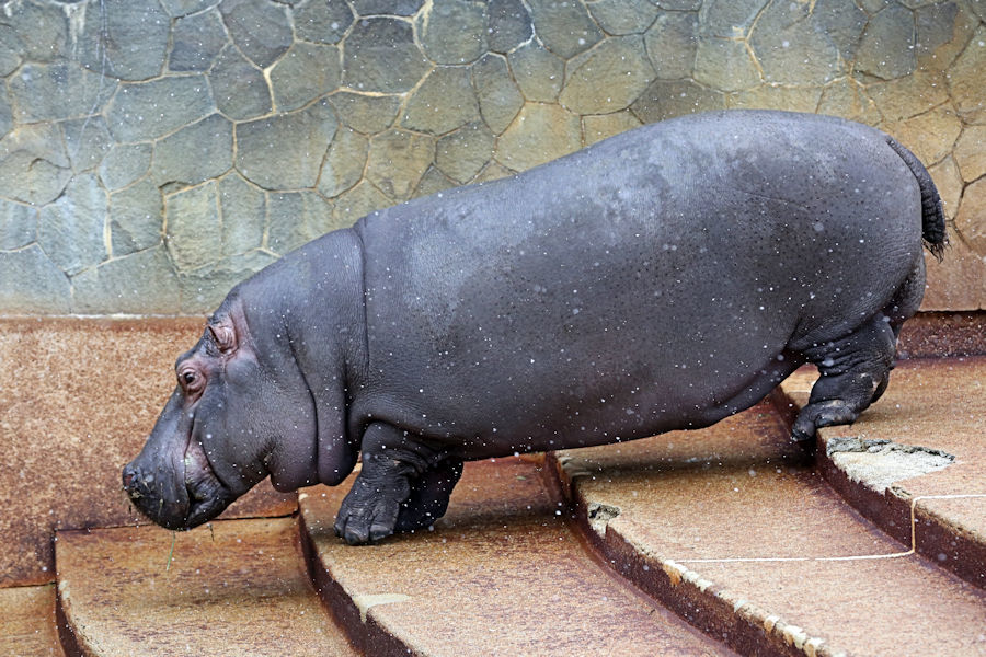 雪の日の大型動物たち_f0224624_14512960.jpg