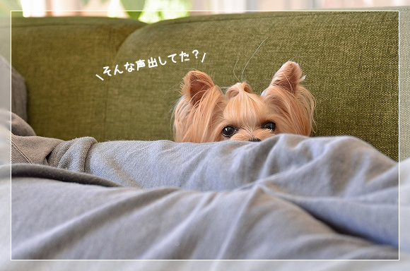 d0179828_20101926.png