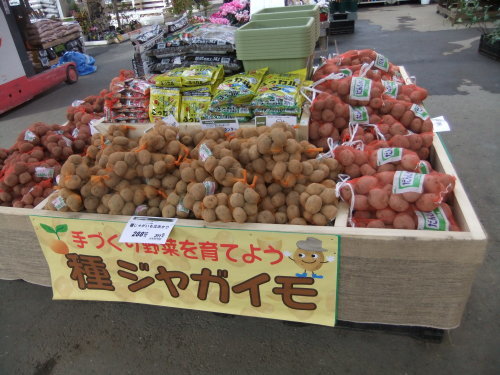 プロの玉ねぎ....素人の玉ねぎ_b0137932_15461433.jpg