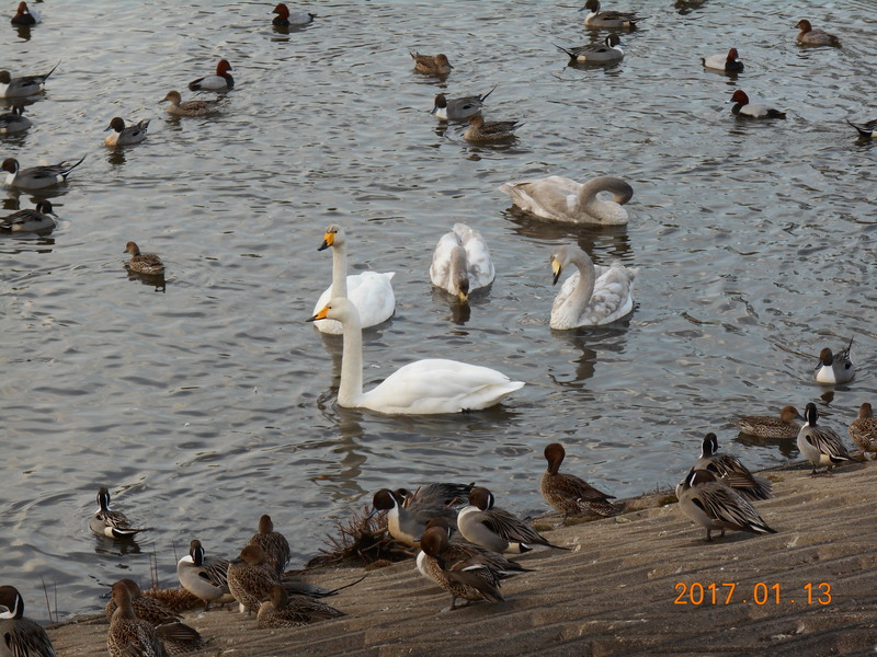 白鳥ツアー＆生け花_b0131135_1330347.jpg