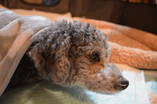 c0136736_00404749.gif