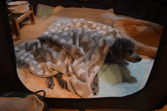 c0136736_00405668.gif