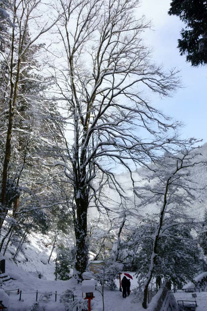 雪の鞍馬山(4)@2017-01-15_d0250840_12425285.jpg