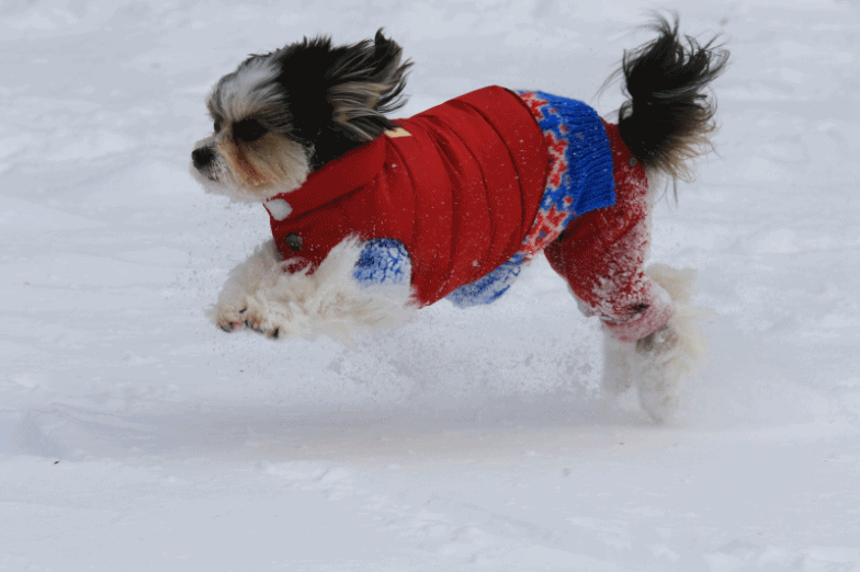 c0145250_10403334.gif