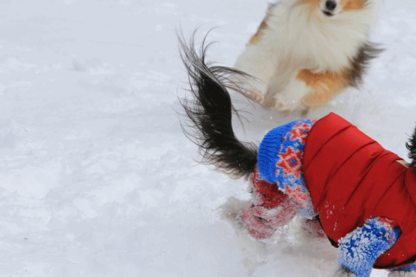 c0145250_10405024.gif