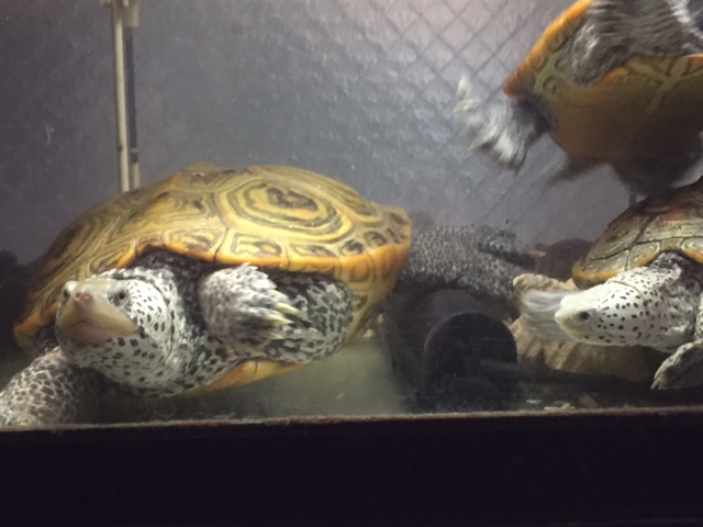 求愛行動かな ダイヤモンドバックテラピンの飼育日記
