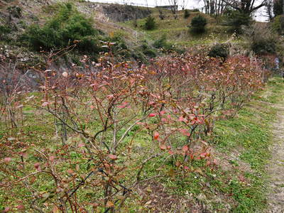 フレッシュブルーベリー ブルーベリーの紅葉と冬の様子!この時期に咲く花は摘花します!_a0254656_16301381.jpg